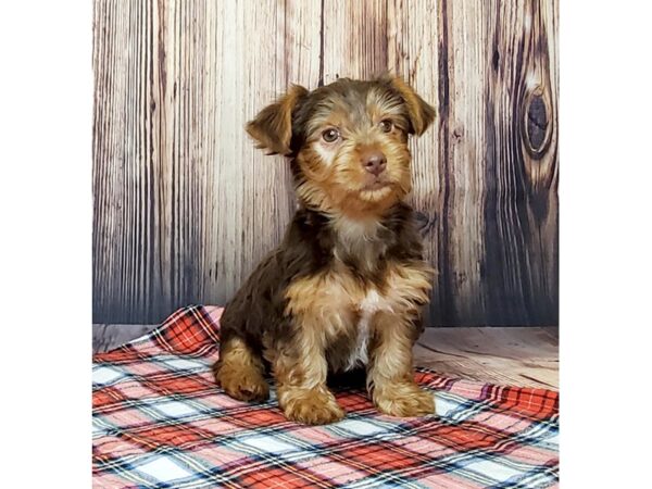 Yorkshire Terrier DOG Male Chocolate and Tan 15061 Petland Fairfield, Ohio