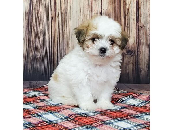 HavaPom DOG Male Brown/White 15059 Petland Fairfield, Ohio