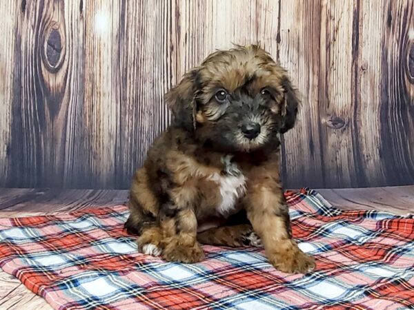 Aussie Poo-DOG-Female-BROWN WHITE-15056-Petland Fairfield, Ohio