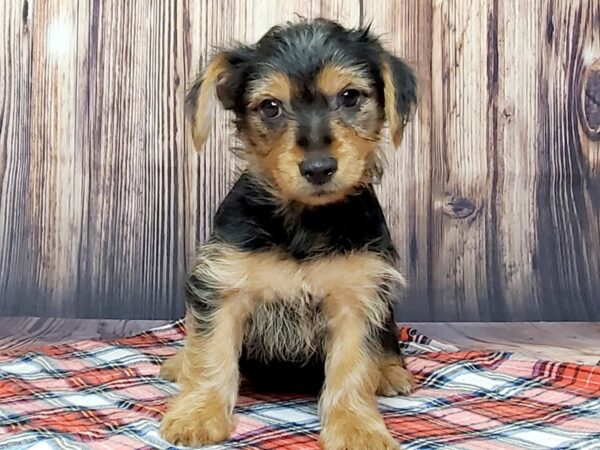 Yorkshire Terrier DOG Male Black and Tan 15060 Petland Fairfield, Ohio