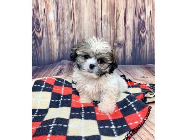 Shih Tzu DOG Male brown white 15055 Petland Fairfield, Ohio