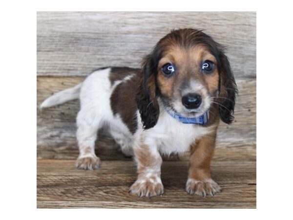 Dachshund DOG Male Wild Boar 15063 Petland Fairfield, Ohio