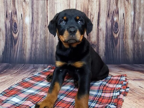 Rottweiler DOG Male Black and Tan 15069 Petland Fairfield, Ohio