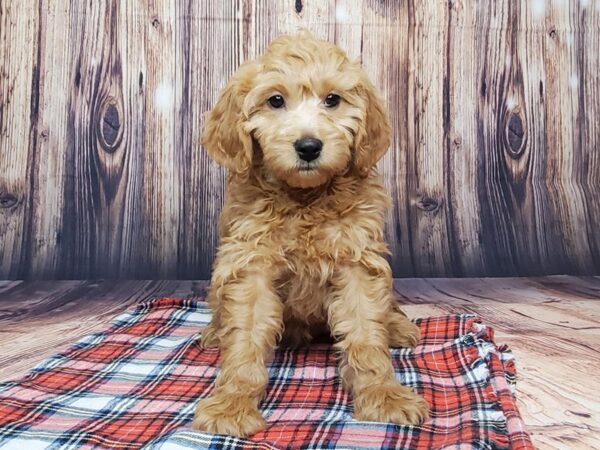 Goldendoodle Mini-DOG-Female-Red-15067-Petland Fairfield, Ohio