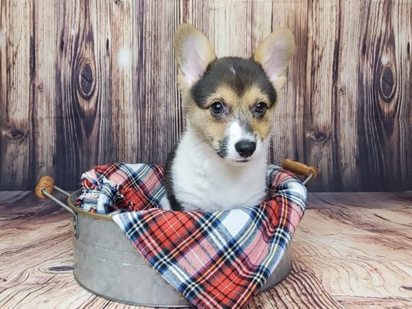 Pembroke Welsh Corgi DOG Female Black White / Tan 15065 Petland Fairfield, Ohio