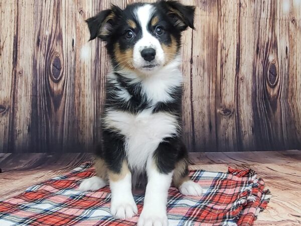 Miniature Australian Shepherd DOG Female Black White / Tan 15064 Petland Fairfield, Ohio