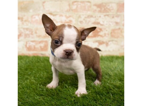 Boston Terrier DOG Male Seal / White 15072 Petland Fairfield, Ohio