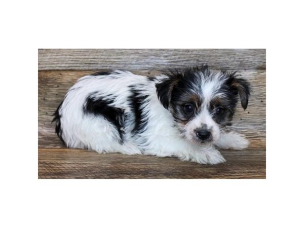 Yorkshire Terrier DOG Female Black Tan / White 15079 Petland Fairfield, Ohio