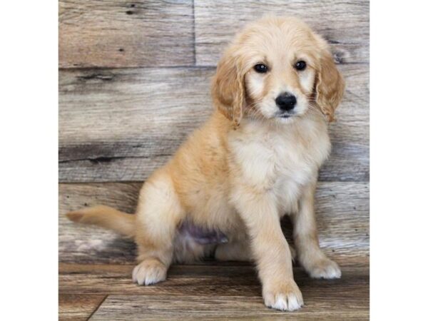 Goldendoodle-DOG-Male-Golden-15083-Petland Fairfield, Ohio