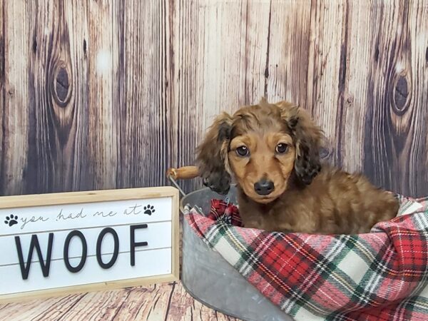 Dachshund-DOG-Female-Wild Boar-15078-Petland Fairfield, Ohio