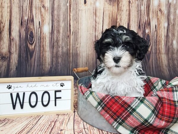 Havanese DOG Male Black White / Tan 15077 Petland Fairfield, Ohio