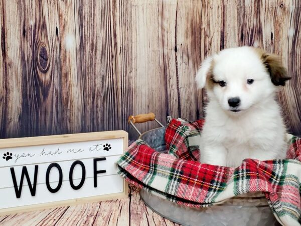 Miniature Aussiemo-DOG-Female-BROWN WHITE-15075-Petland Fairfield, Ohio