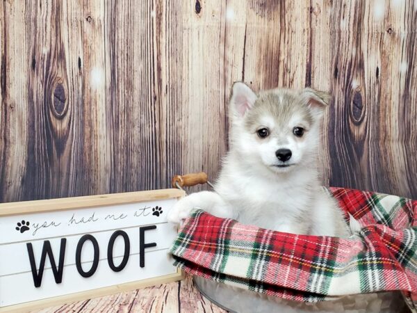 HuskieMo-DOG-Male-SILVER WHITE-15074-Petland Fairfield, Ohio