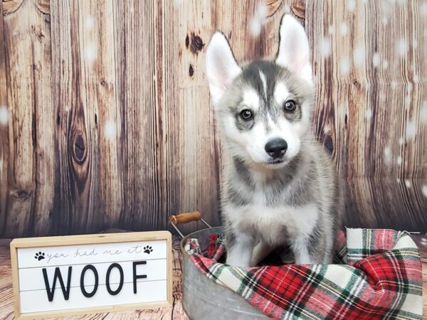 Siberian Husky DOG Female Gray / White 15085 Petland Fairfield, Ohio