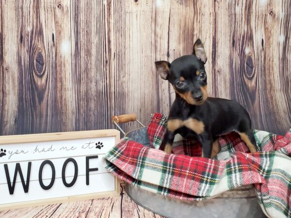 Miniature Pinscher DOG Female Black / Tan 15084 Petland Fairfield, Ohio