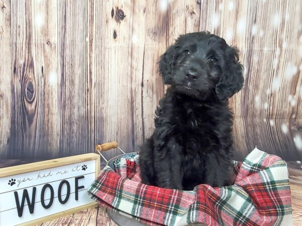 Goldendoodle DOG Female Black 15082 Petland Fairfield, Ohio