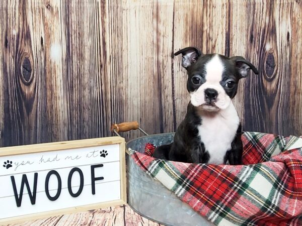 Boston Terrier DOG Female Black Brindle / White 15081 Petland Fairfield, Ohio