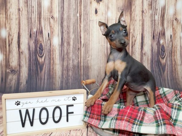 Miniature Pinscher DOG Female Black / Rust 15080 Petland Fairfield, Ohio