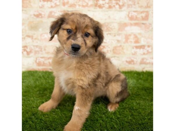 Australian Shepherd DOG Male Red Merle 15093 Petland Fairfield, Ohio