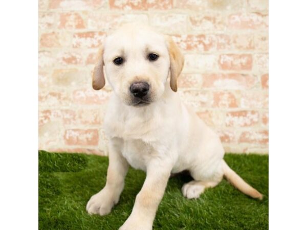 Labrador Retriever DOG Male Yellow 15094 Petland Fairfield, Ohio