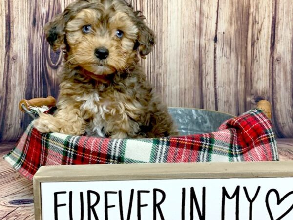 Yorkiepoo DOG Male Merle 15088 Petland Fairfield, Ohio