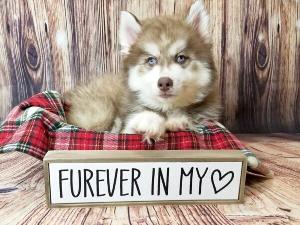 Pomsky DOG Male Red / White 15092 Petland Fairfield, Ohio