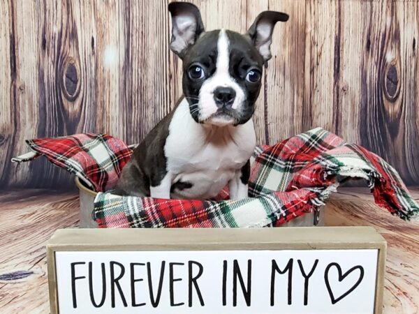 Boston Terrier-DOG-Female-Brindle / White-15095-Petland Fairfield, Ohio