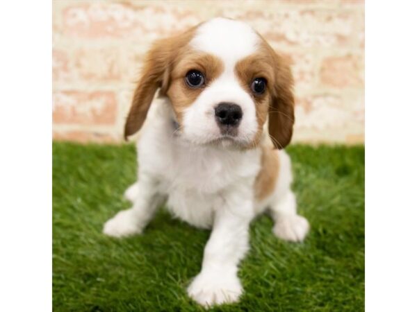 Cavalier King Charles Spaniel DOG Male Blenheim 16004 Petland Fairfield, Ohio