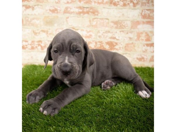 Neapolitan Mastiff/Great Dane-DOG-Female-Blue-16006-Petland Fairfield, Ohio