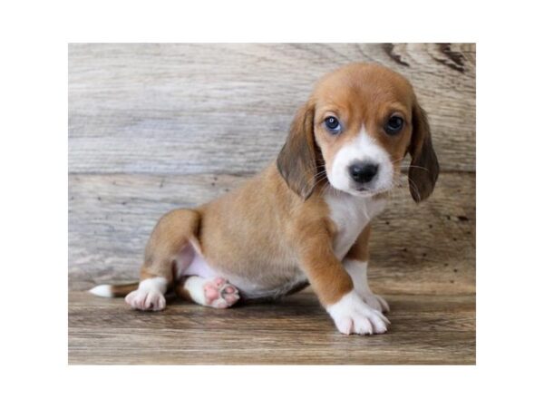 Beagle DOG Female Tan 16003 Petland Fairfield, Ohio