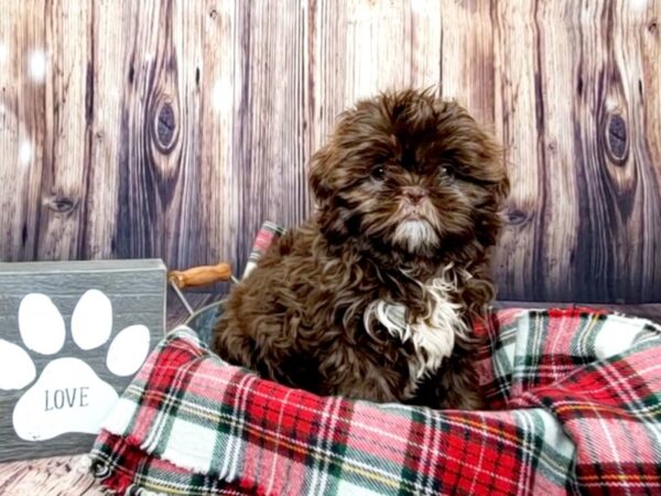 Shih Tzu-DOG-Female-Liver-16005-Petland Fairfield, Ohio