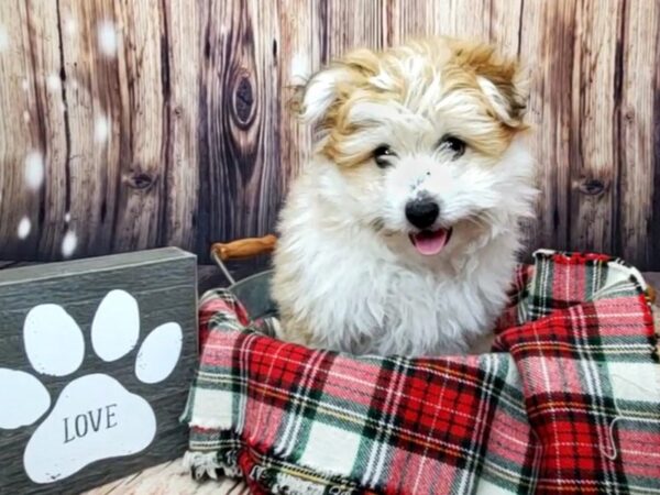 Pomachon-DOG-Male-Fawn-16001-Petland Fairfield, Ohio