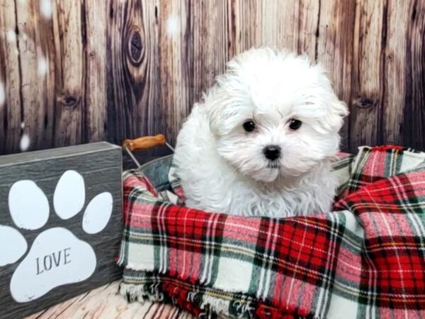 Maltese DOG Female White 16000 Petland Fairfield, Ohio