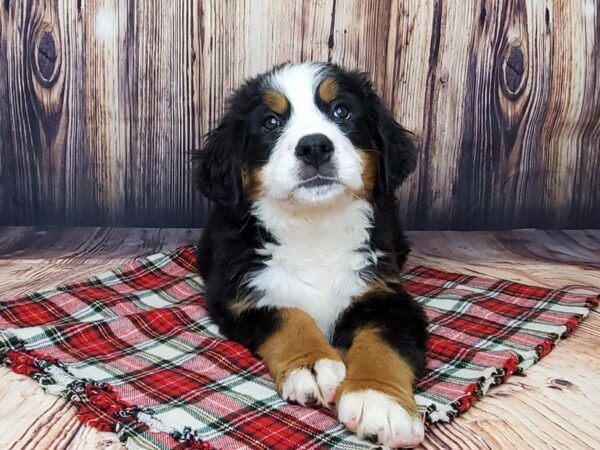 Bernese Mountain Dog DOG Female Black Tri 15099 Petland Fairfield, Ohio