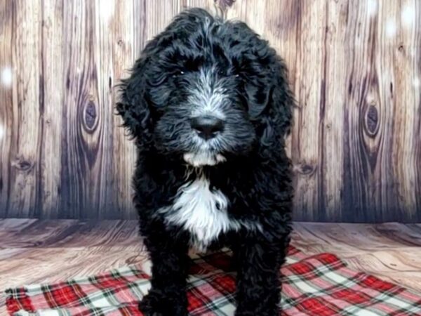 Bernadoodle DOG Male Black 15097 Petland Fairfield, Ohio