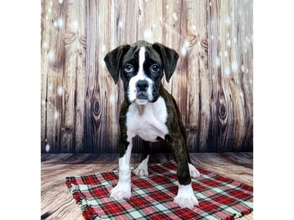 Boxer DOG Male Brindle 15086 Petland Fairfield, Ohio