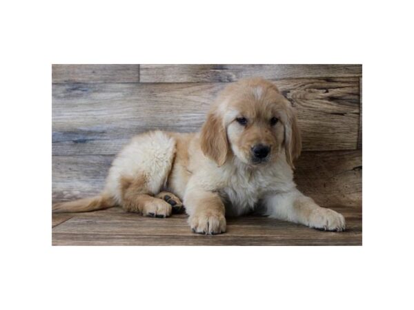 Golden Retriever DOG Male Golden 16012 Petland Fairfield, Ohio