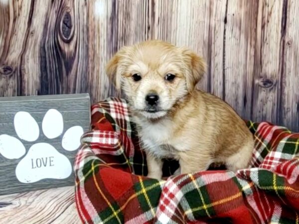 Shorkie DOG Female BIEGE 16018 Petland Fairfield, Ohio