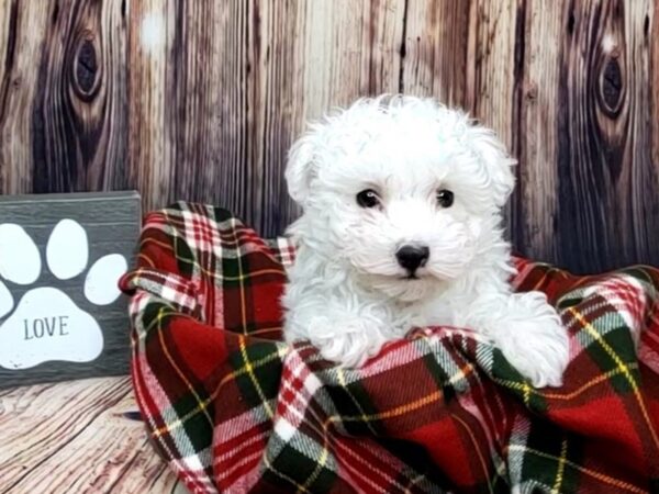 Maltese DOG Female WH 16017 Petland Fairfield, Ohio