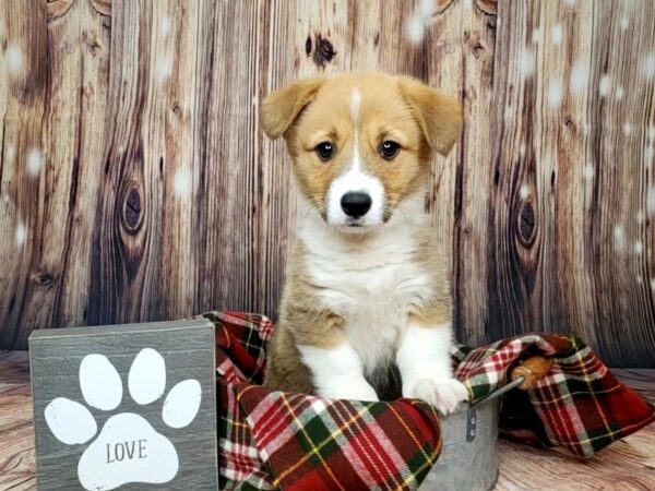 Pembroke Welsh Corgi DOG Female Sable / White 16014 Petland Fairfield, Ohio