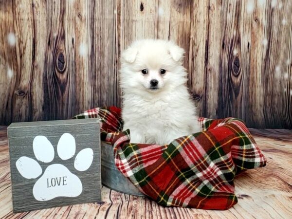 Pomeranian DOG Female Cream 16013 Petland Fairfield, Ohio