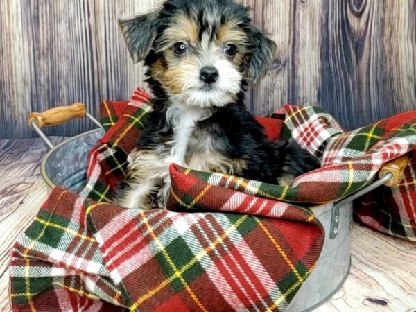 Chinese Crested-DOG-Female-Black White / Tan-16011-Petland Fairfield, Ohio