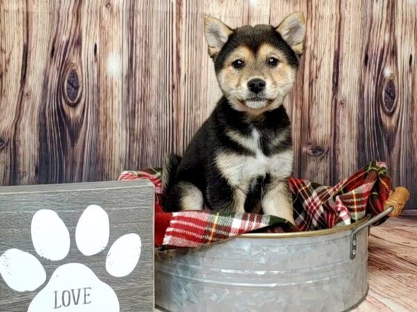 Shiba Inu DOG Female Black / Tan 16010 Petland Fairfield, Ohio