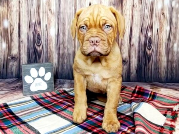 Dogue de Bordeaux DOG Female Red 16009 Petland Fairfield, Ohio