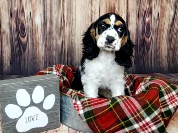 Cocker Spaniel DOG Female Black White / Tan 16008 Petland Fairfield, Ohio