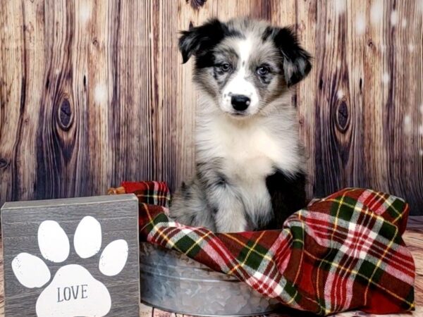 Australian Shepherd DOG Male Blue Merle 16007 Petland Fairfield, Ohio