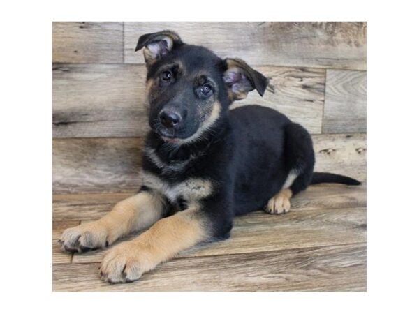 German Shepherd Dog DOG Male Black / Tan 16034 Petland Fairfield, Ohio