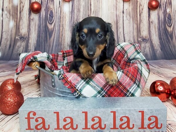 Dachshund DOG Female Black / Tan 16036 Petland Fairfield, Ohio