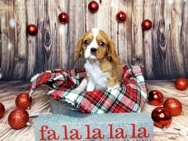 Cavalier King Charles Spaniel-DOG-Male-Blenheim-16035-Petland Fairfield, Ohio