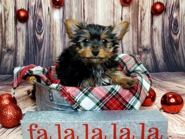 Yorkshire Terrier DOG Male Black / Tan 16032 Petland Fairfield, Ohio